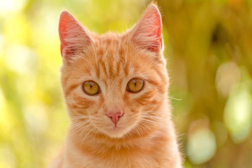 Kostenloses Stock Foto zu braune katze, gucken, häuslich