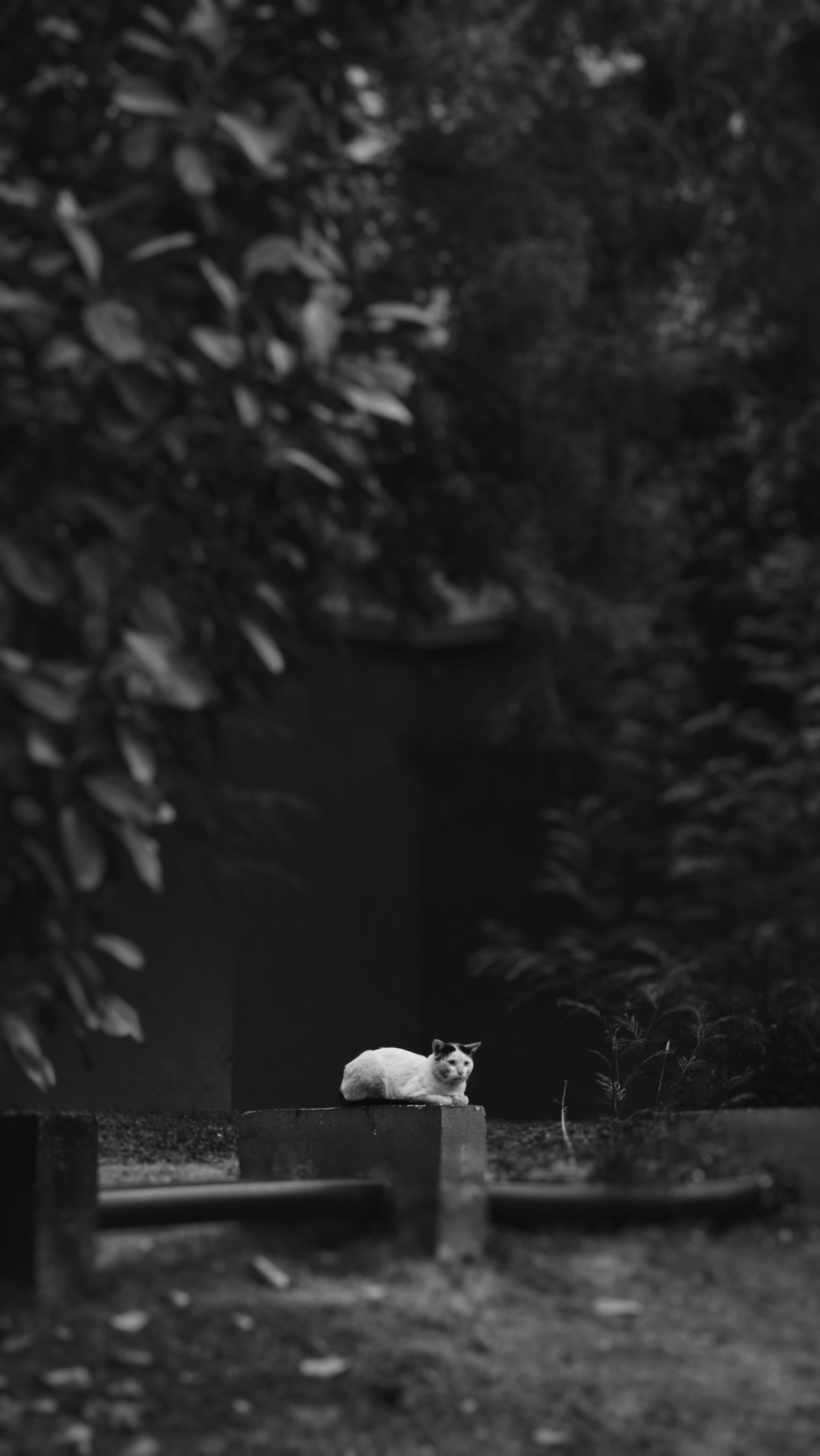 Black and White Photography of a Cat Laying in a Park · Free Stock Photo