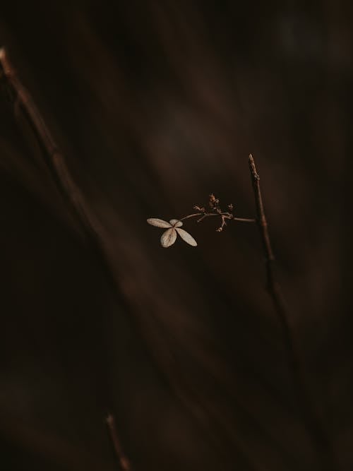 A small flower on a twig in the dark