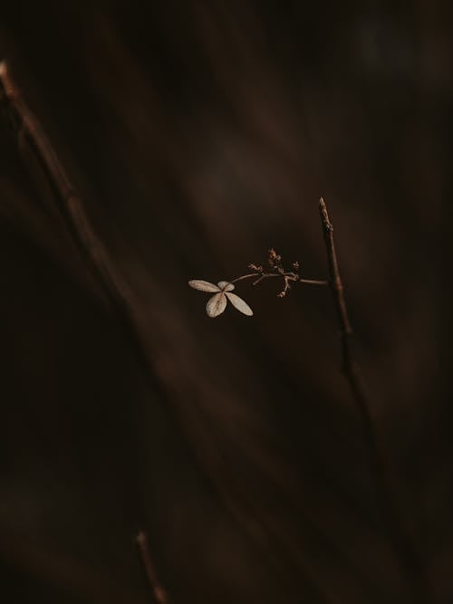 açık hava, ağaç, ahşap içeren Ücretsiz stok fotoğraf