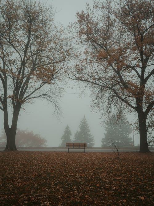 A bench in the foggy park with trees