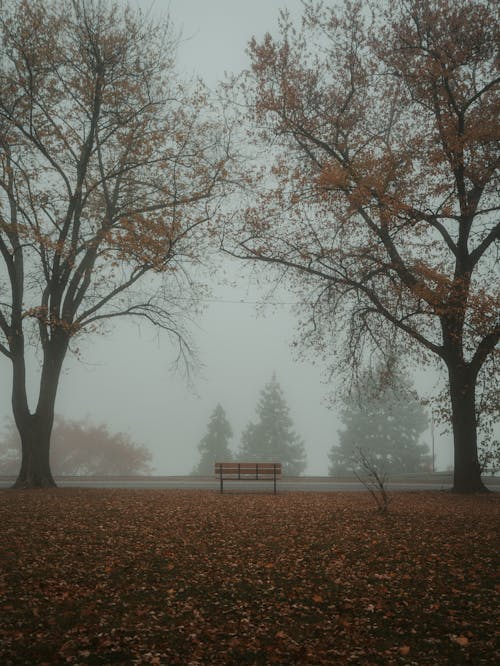 Imagine de stoc gratuită din arbori, bancă, cădere