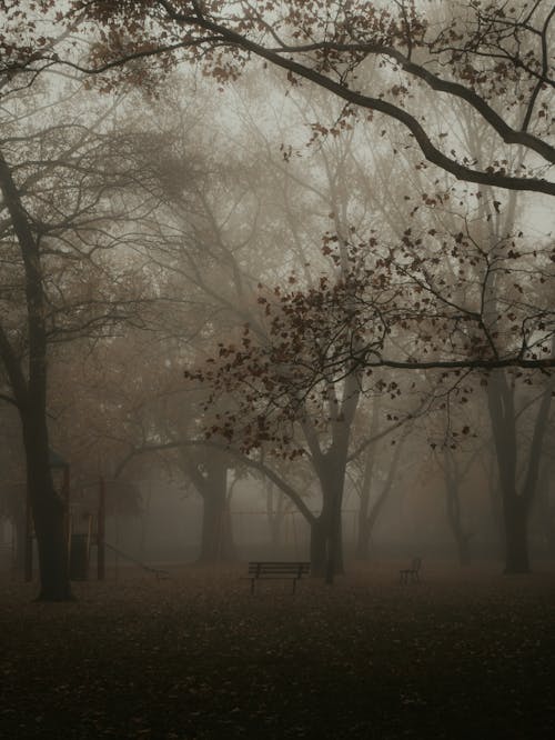 A park bench in the foggy park