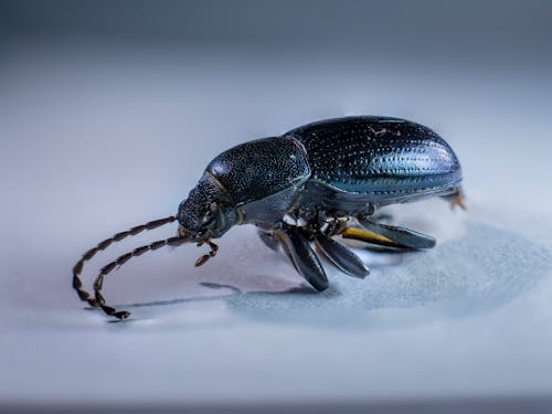 Kostnadsfri bild av djurfotografi, insekt, närbild