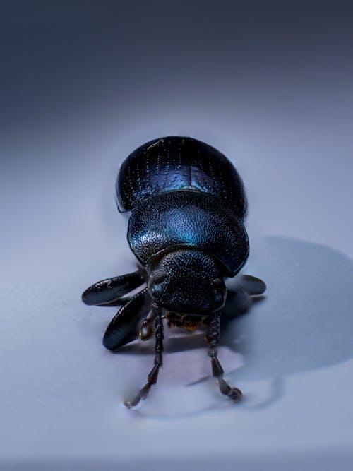 Foto stok gratis fotografi binatang, kumbang hitam, merapatkan
