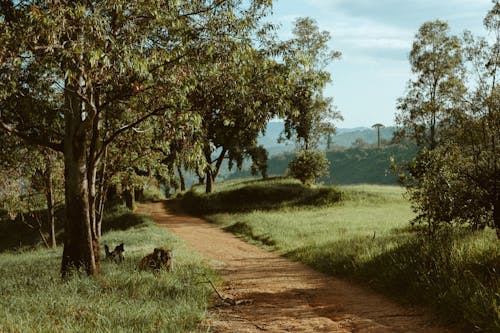 Kostenloses Stock Foto zu bäume, feldweg, landschaft