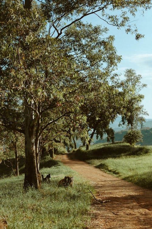 A dirt road with trees and grass on either side