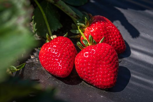 Strawberries on a Black Material