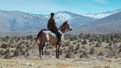 丘, 乗馬, 動物の無料の写真素材