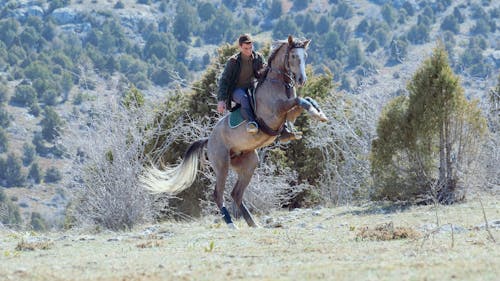 Δωρεάν στοκ φωτογραφιών με άλογο, δέντρα, εγχώριος