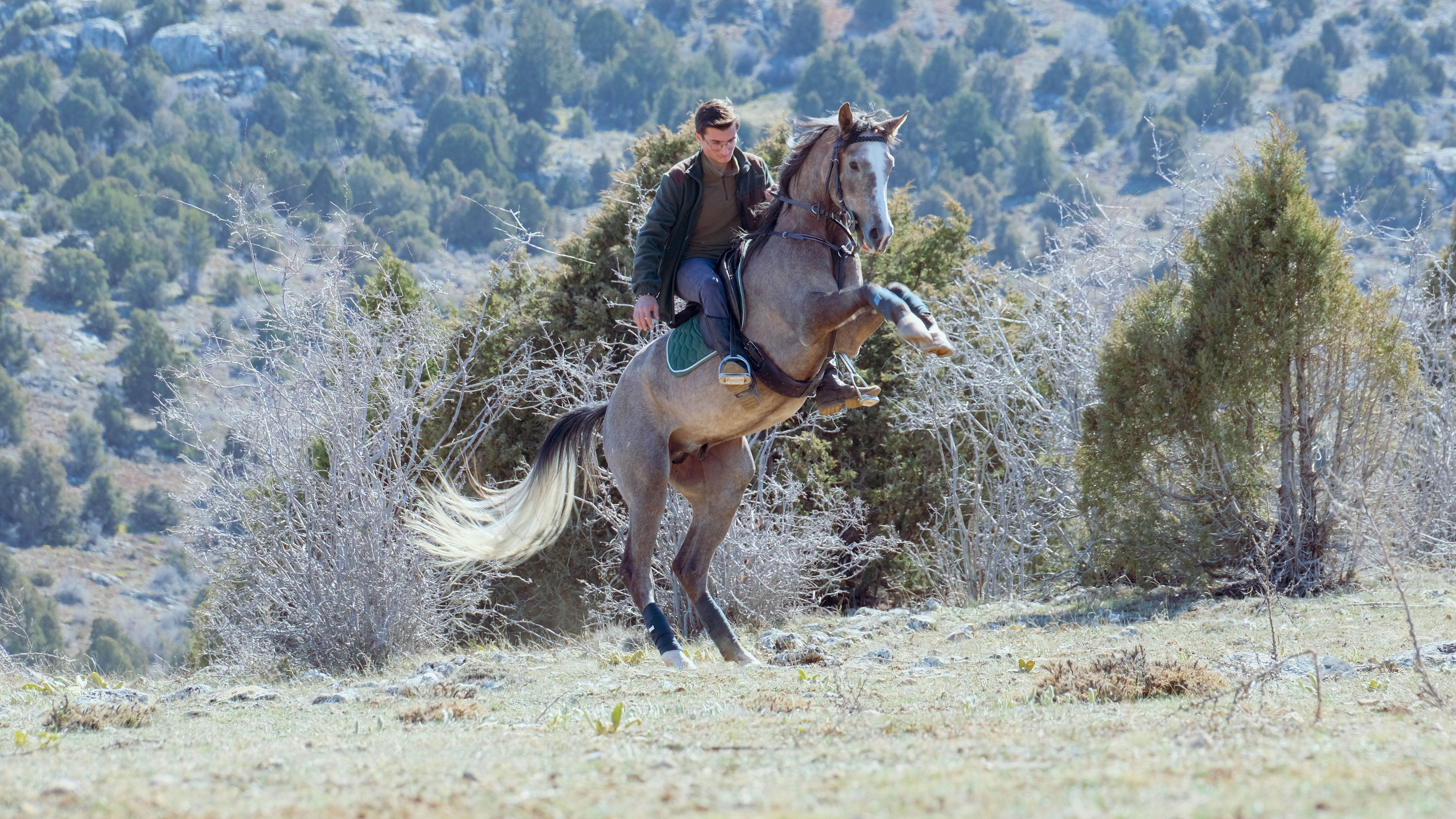 Horse Rearing Up Photos, Download The BEST Free Horse Rearing Up Stock ...