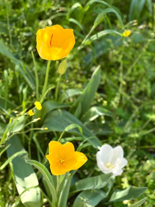 Základová fotografie zdarma na téma bílý tulipán, denizli, květy