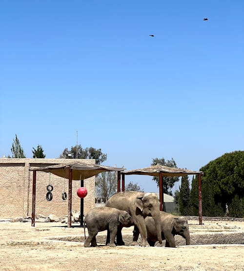 Základová fotografie zdarma na téma slon, sloni, slůně