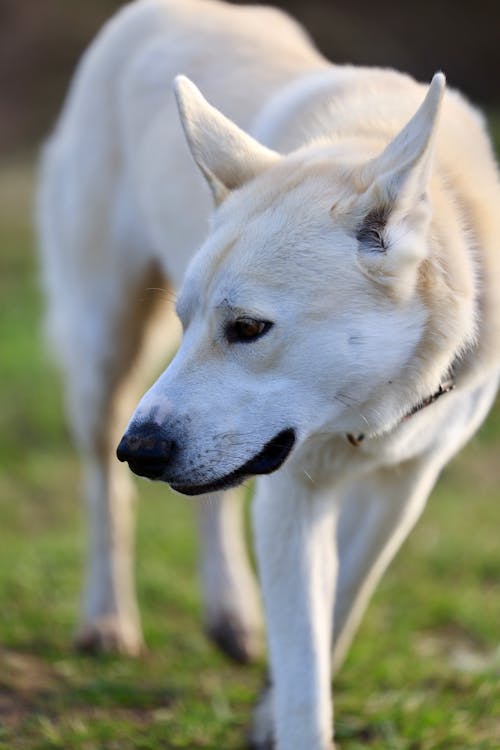Free Photo of jonathan, a german shepherd dog in kansas city, mo, usa Stock Photo