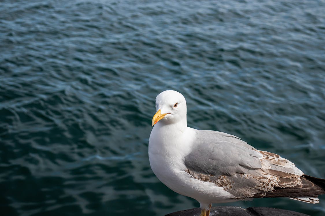 Gratis stockfoto met meeuw, vogel, zeemeeuw