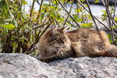 Ilmainen kuvapankkikuva tunnisteilla eläinkuvaus, kallio, kissa