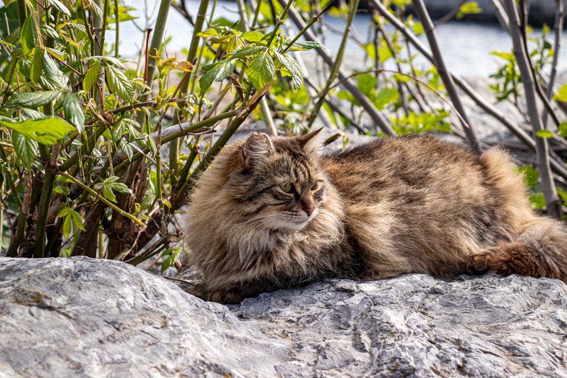 Free Cat Stock Photo