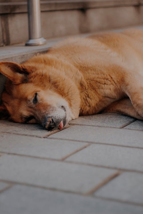 Free Photo of dog in kiev, ukraine Stock Photo