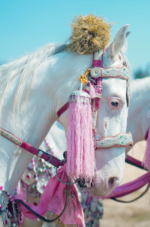 Photos gratuites de bride, cheval blanc, décorations
