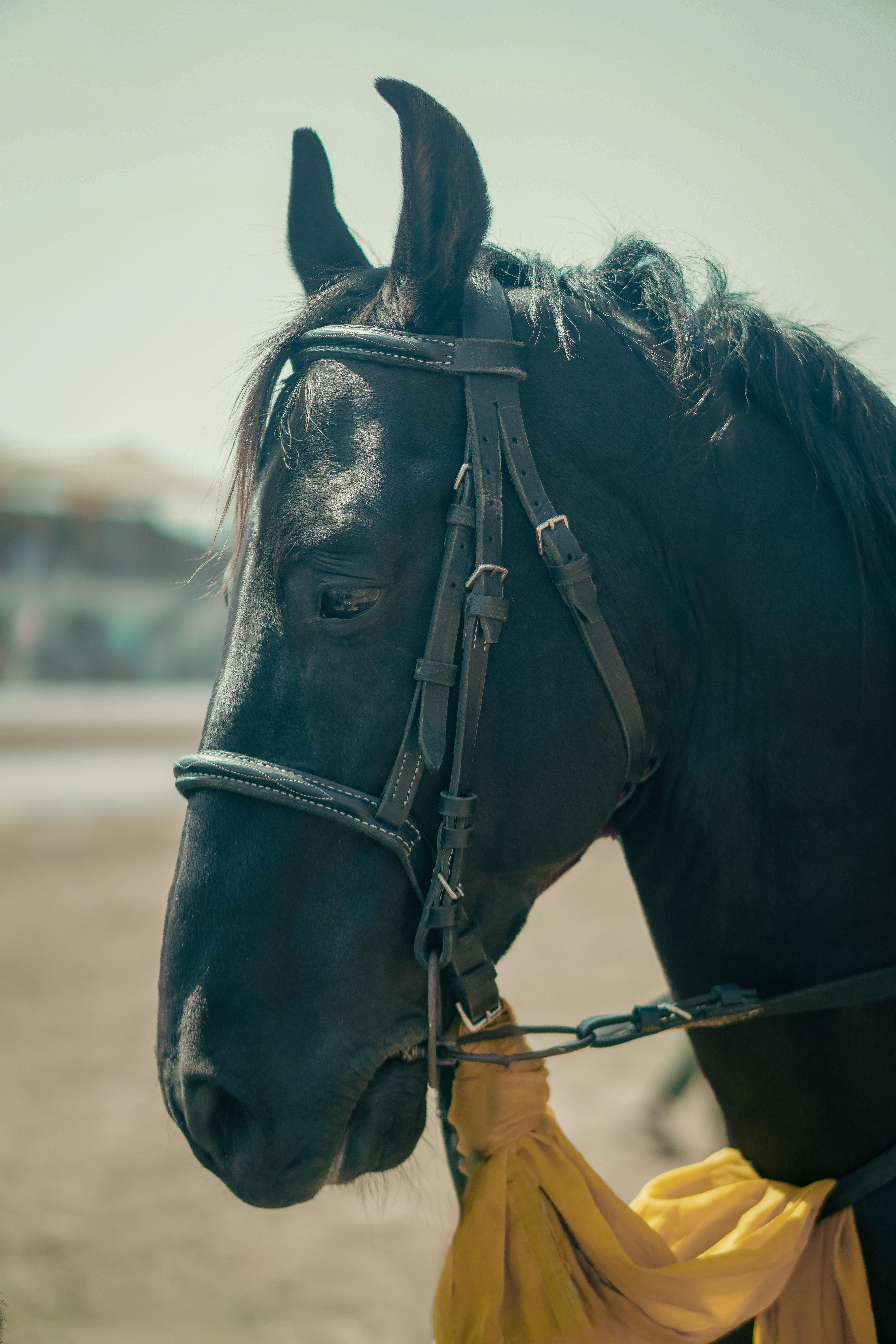 portrait of black horse