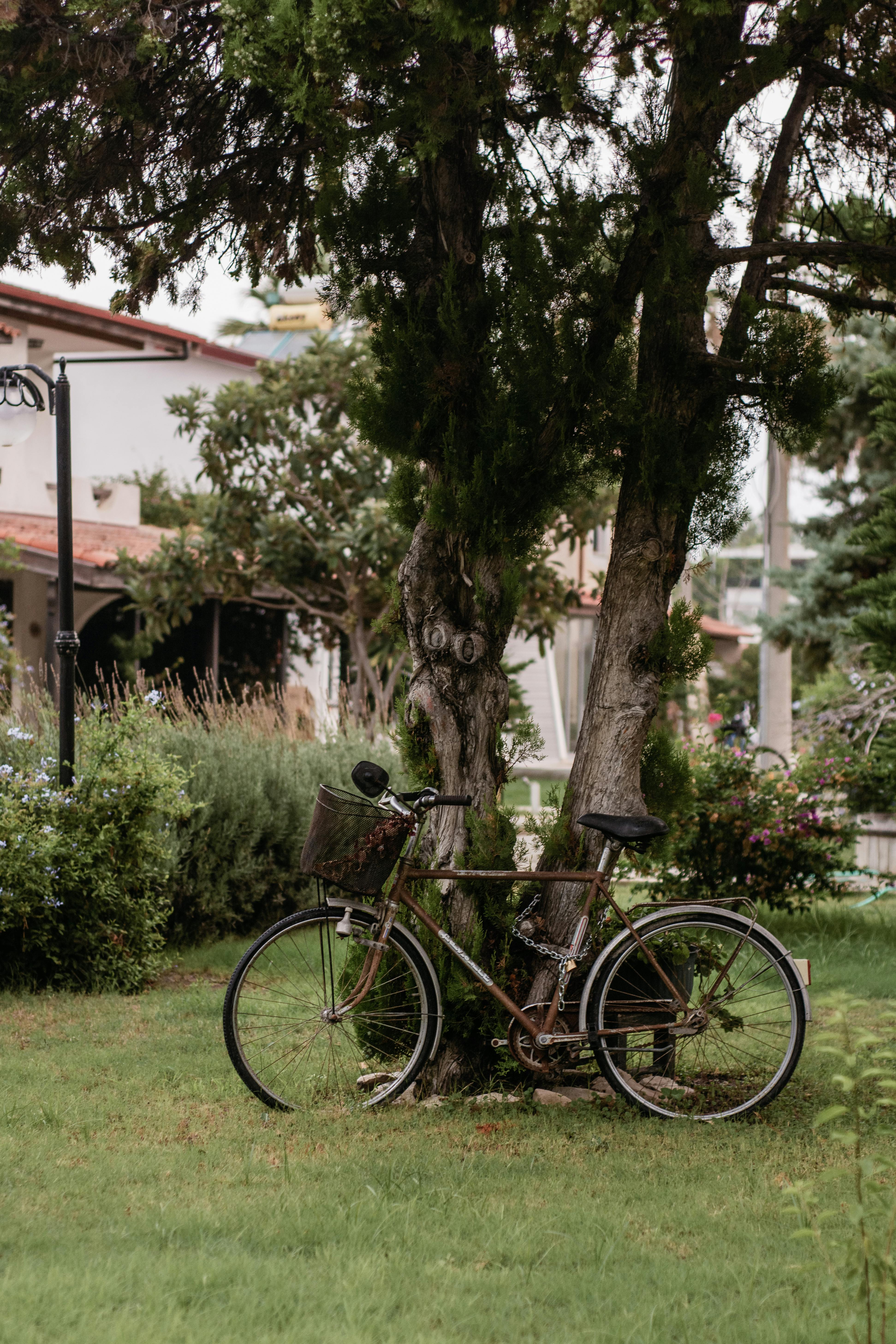 A classic bicycle leaning against a tree in a lush garden setting.