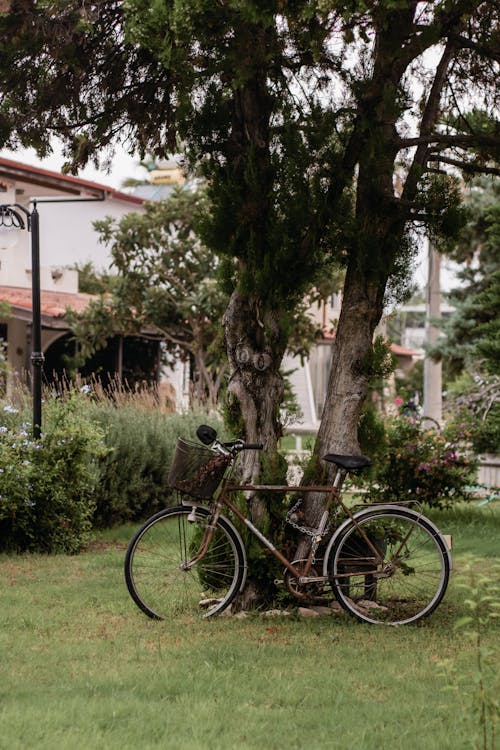 A bicycle parked in front of a tree in a yard