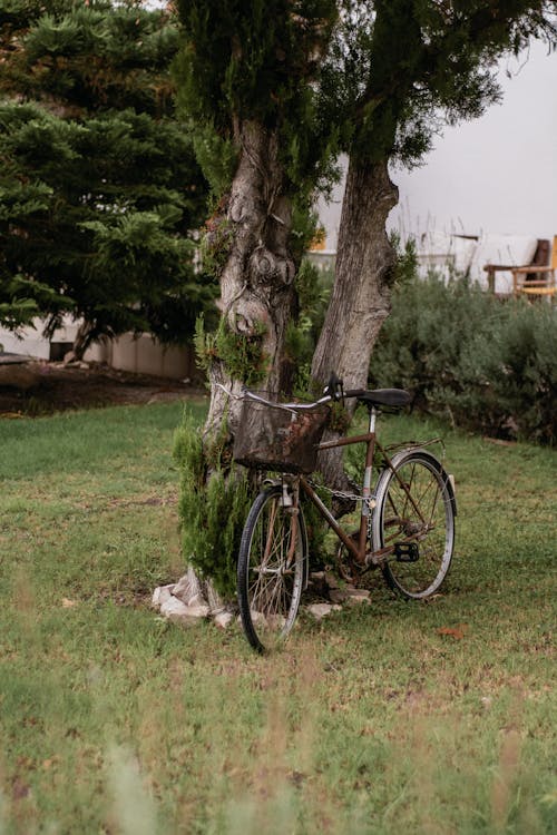 A bicycle parked under a tree in a field