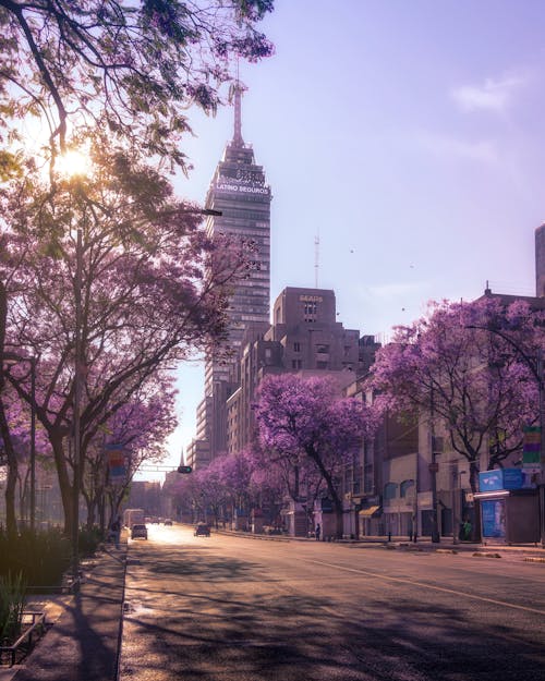 A city street with purple trees and buildings