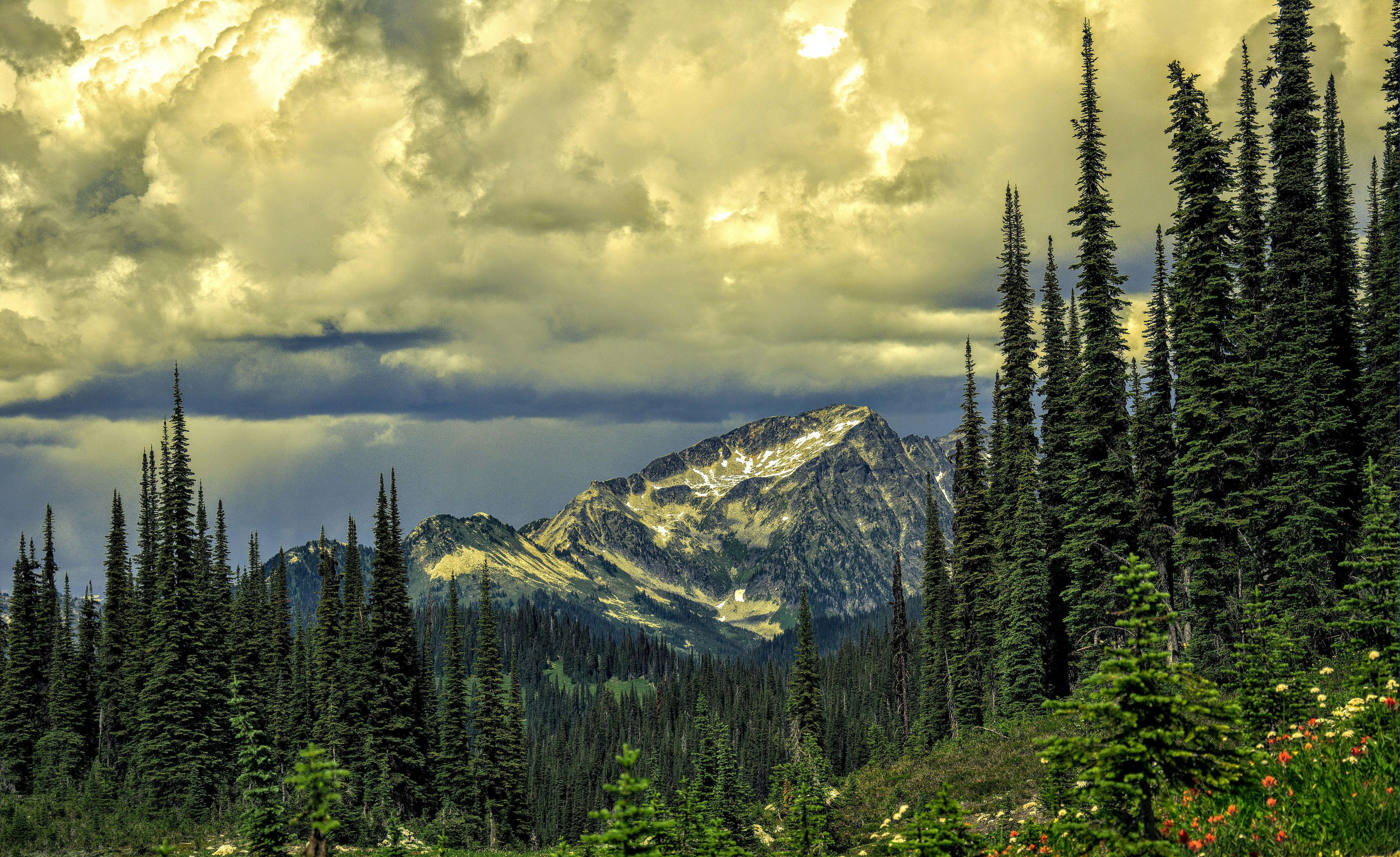 Forrest Of Green Pine Trees On Mountainside With Rain Stock Photo, Picture  and Royalty Free Image. Image 30639369.