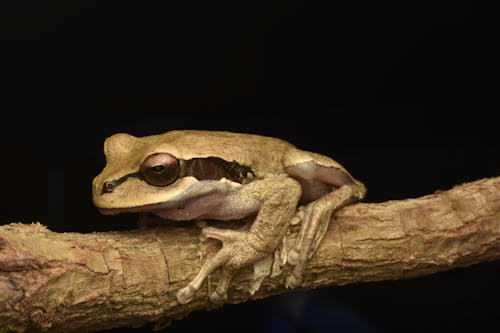 Frog on Branch