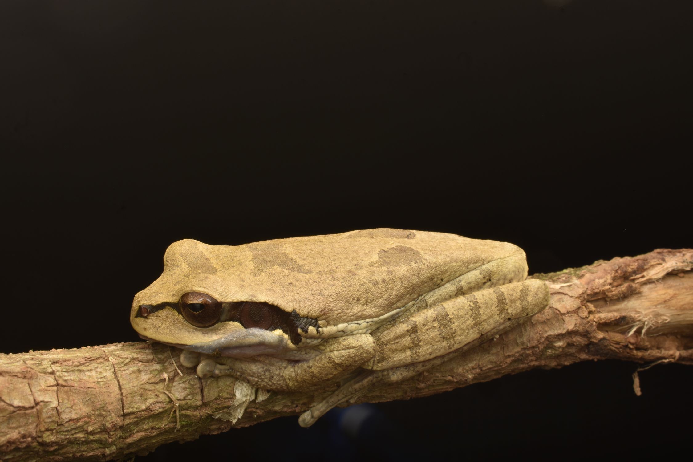Masked Tree Frog on Branch of Tree · Free Stock Photo