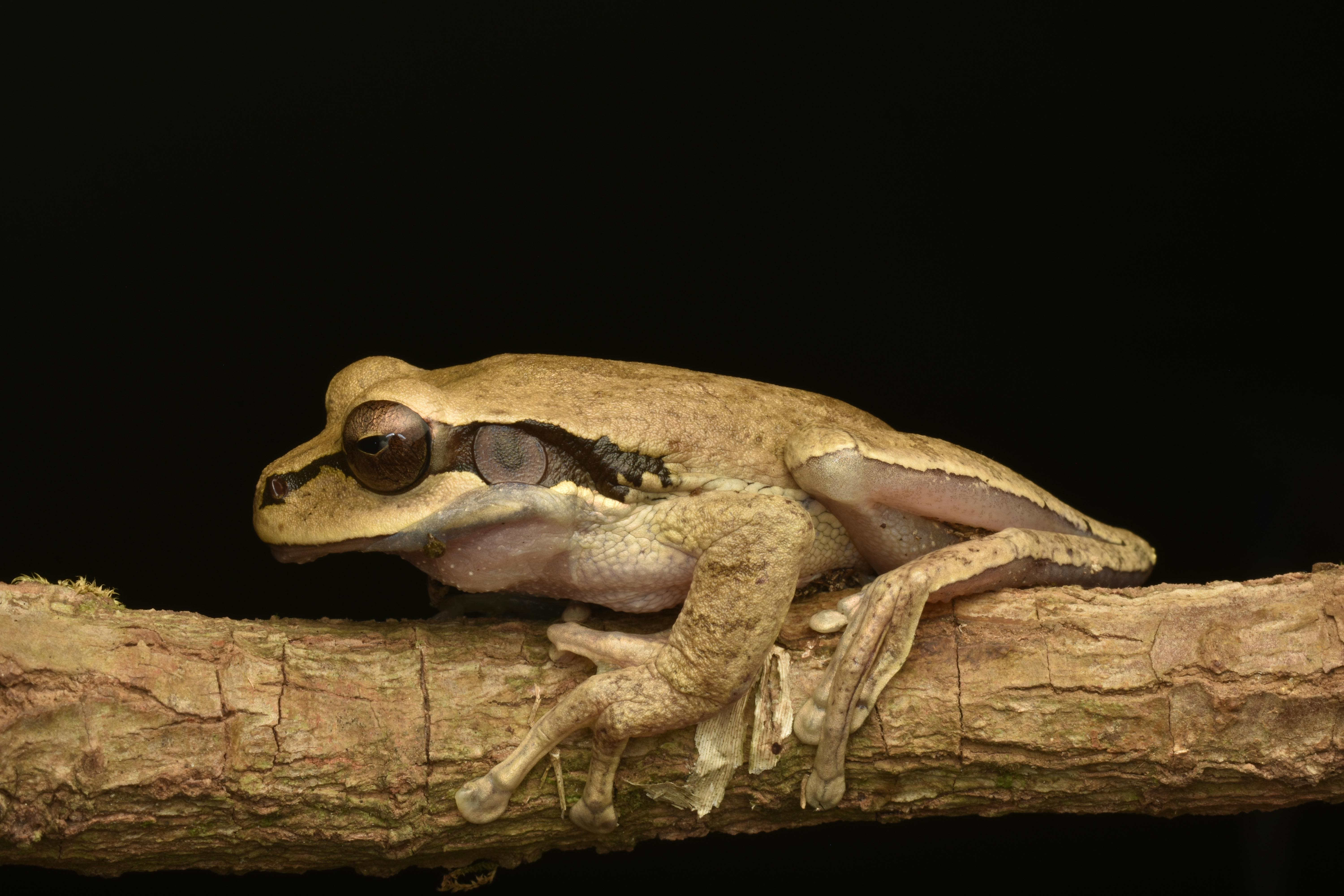 Gratis Fotos de stock gratuitas de al aire libre, anfibio, animal de camuflaje Foto de stock