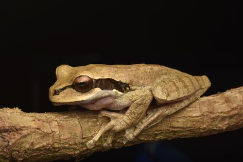 Free Close-up of tree frog perched on a branch with a dark background, showcasing detailed texture. Stock Photo