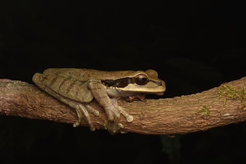A frog sitting on a branch with its eyes closed
