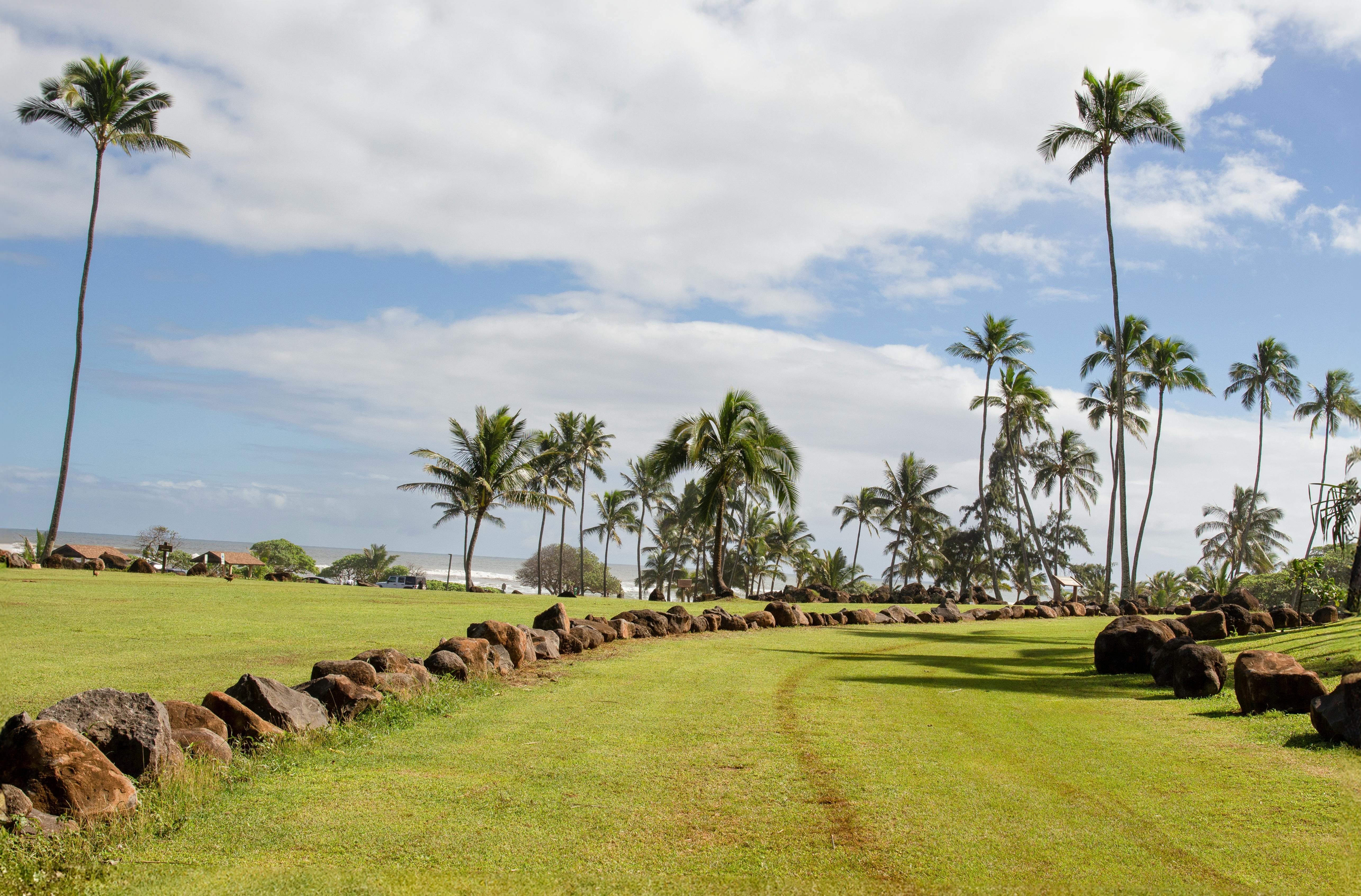 Hawaii Island Seed Bank helps build climate resilience - Honolulu Star — Photo by Sam Babus on Pexels