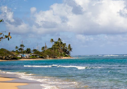 Free A beach with palm trees and blue water Stock Photo