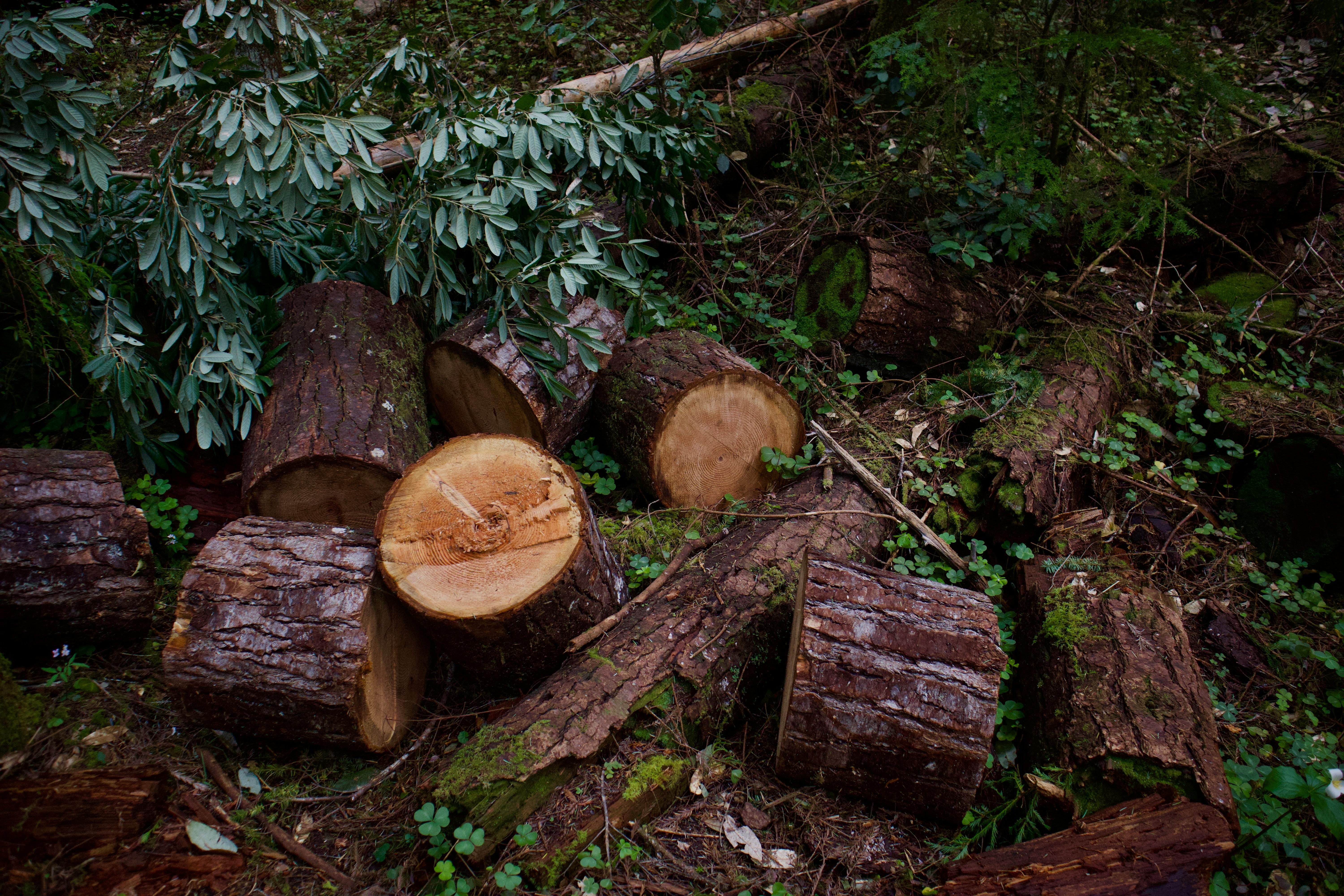 Cameroon Tightens Timber Rules to Protect Revenue and