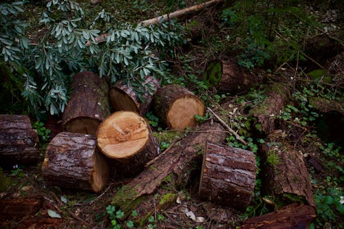 Logs Cut in the Forest