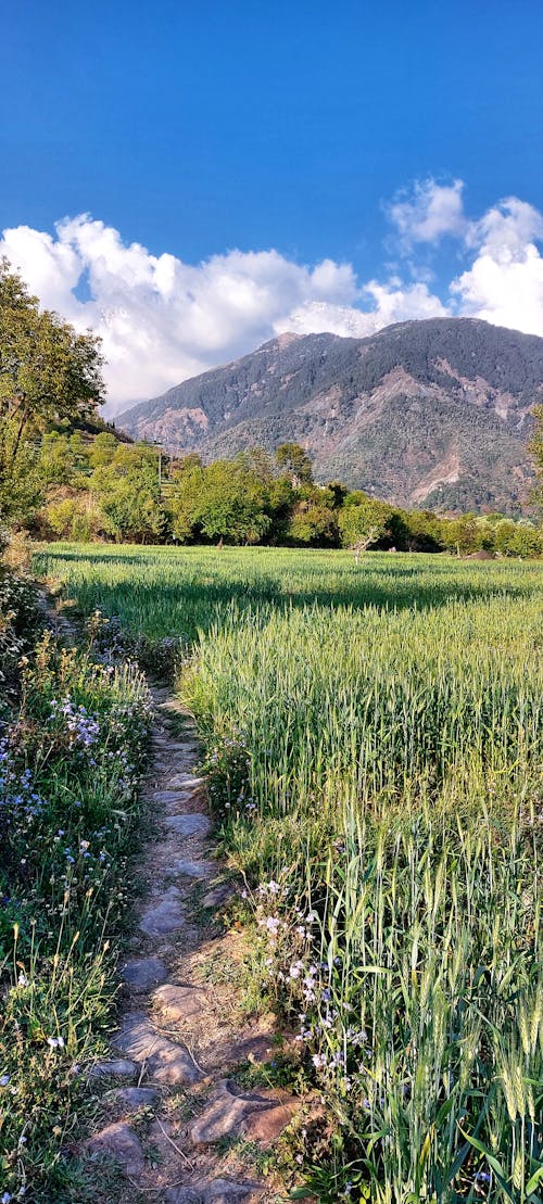 Kostnadsfri bild av berg, dharamshala, dhauladhar