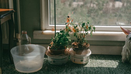 A potted plant sits on a window sill next to a window