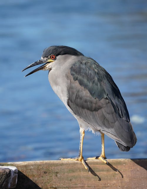A black crowned night heron is standing on a wooden dock