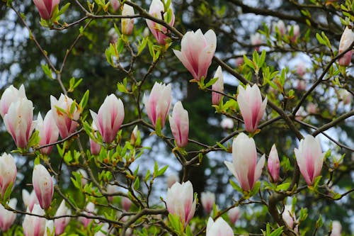 Free A tree with pink flowers blooming in the background Stock Photo