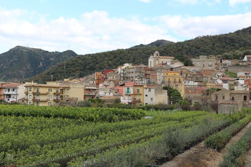 A view of a village with vineyards and houses