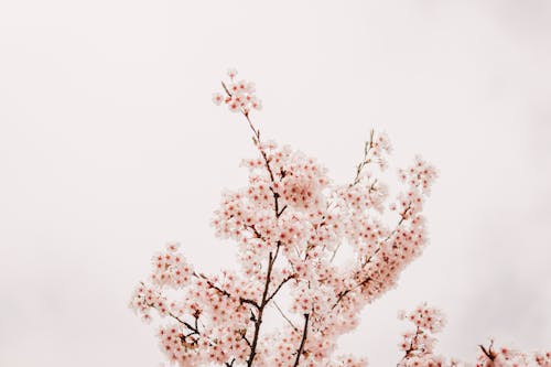 A pink cherry blossom tree against a cloudy sky