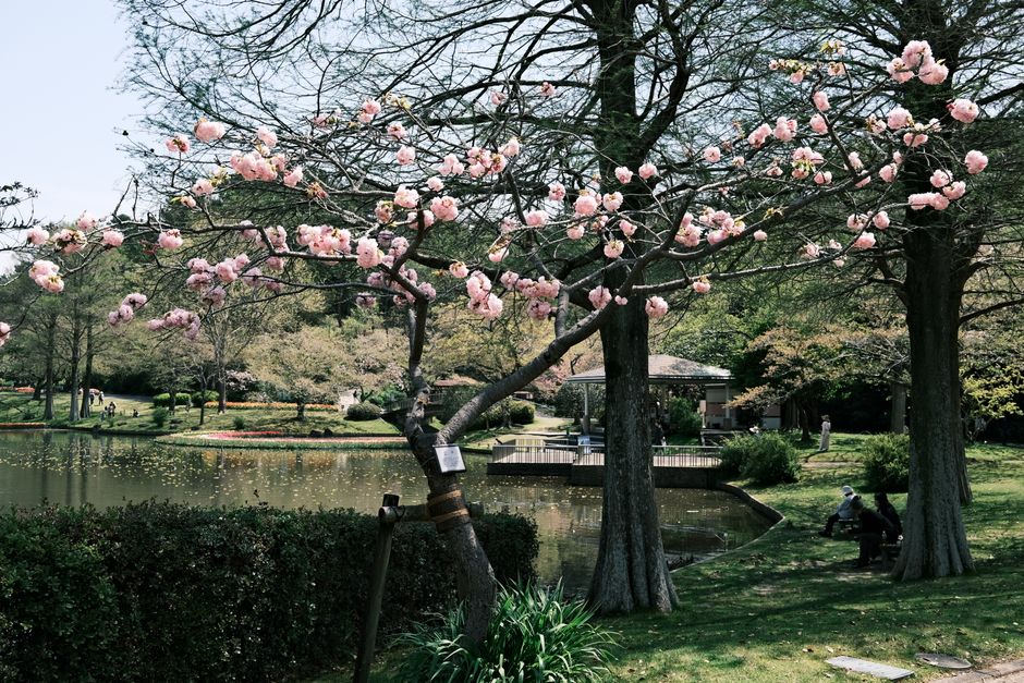 liburan musim semi ke jepang melihat sakura