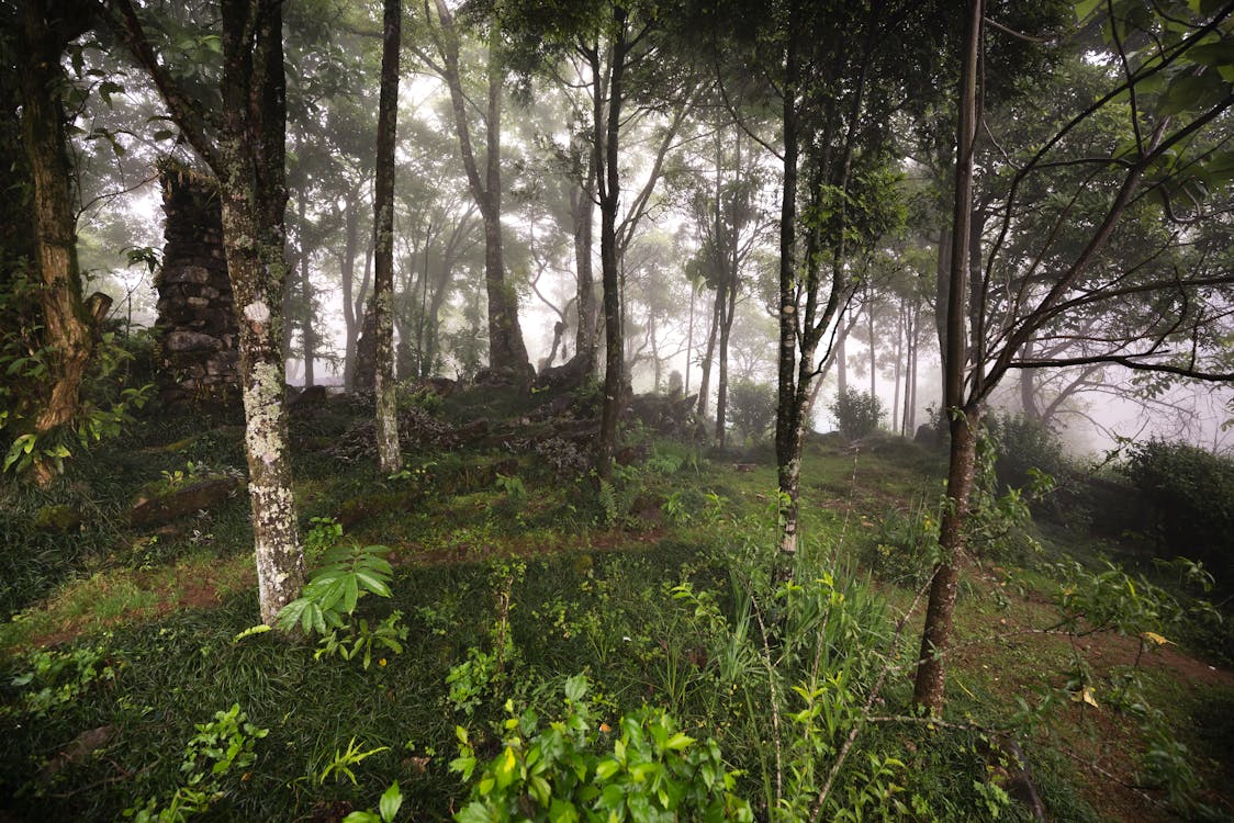 Ingyenes stockfotó buja, erdő, esőerdő témában