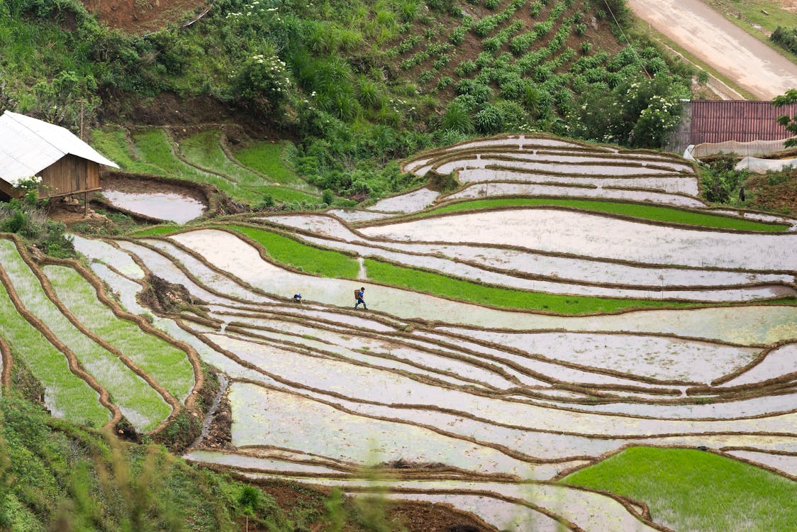 Landscape Photography of Field