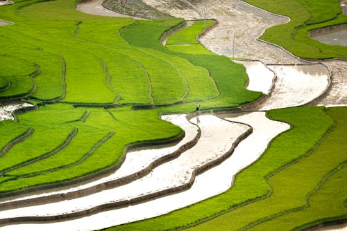 Foto d'estoc gratuïta de a l'aire lliure, agricultor, agricultura