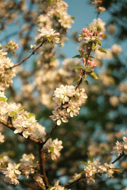 Spring blossom