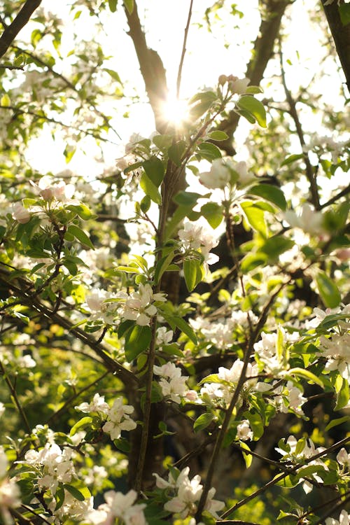 フジフィルム, まぶしい太陽, リンゴの花の無料の写真素材